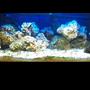 30 gallons reef tank (mostly live coral and fish) - An updated pic of my tank..