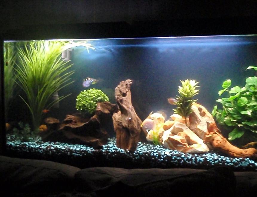 Rated #1192: 60 Gallons Freshwater Fish Tank - Front tank view.