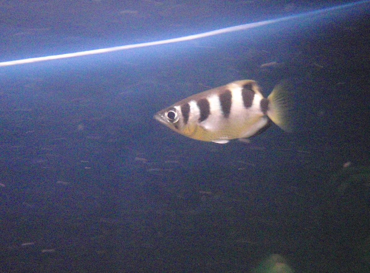 freshwater fish - toxotes jaculatrix - archer fish stocking in 60 gallons tank - Archerfish hunting.
