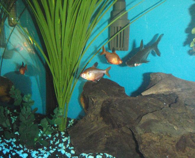 freshwater fish - arius jordani - columbian shark stocking in 60 gallons tank - Columbian shark hunting orange tetras.