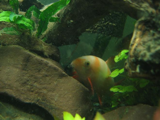 freshwater fish - botia macracantha - clown loach stocking in 55 gallons tank - White clown loach.  Weird.