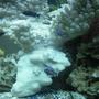 fish tank picture - Malawi tank