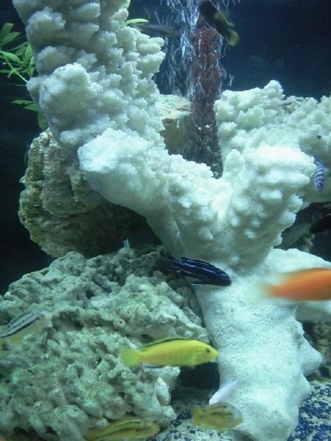 87 gallons freshwater fish tank (mostly fish and non-living decorations) - malawi tank