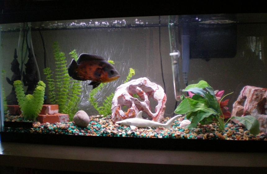 Rated #2466: 30 Gallons Freshwater Fish Tank - 30-gallon tank, home to "De La Hoya", our trusty oscar