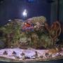 28 gallons reef tank (mostly live coral and fish) - my tank