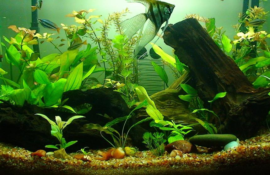 Rated #112: 30 Gallons Planted Tank - 30 gallon Planted Aquarium 
Current Population:
2 Guppy
2 Common Pleco
4 Black Widow Tetra
3 Banded Rainbow
9 Neon Tetra
4 Harlequin Rasbora
2 Cherry Barb
2 Rummy Nose Tetras