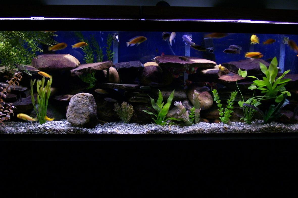 125 gallons freshwater fish tank (mostly fish and non-living decorations) - 125 gallon cichlid tank