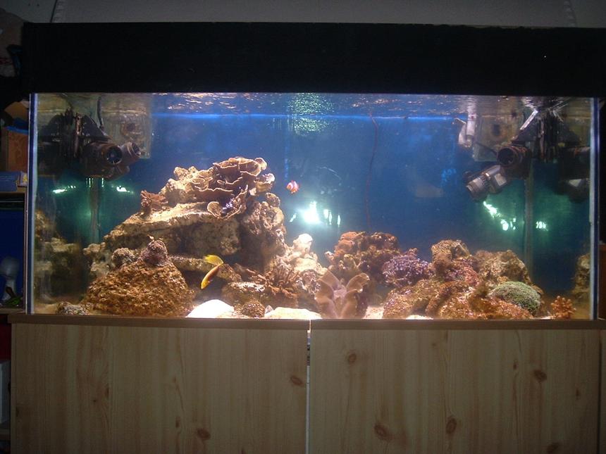 Rated #214: 100 Gallons Reef Tank - 4x2x2 tank with a double sump and a dsb bucket. running 2x 250w 10,000k MH , one v2 600 skimmer , and 2x 820 seios and 2 1100 seios for in tank circulation 
this thank is only 6 weeks old !!