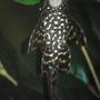 freshwater fish - glyptoperichthys gibbiceps - sailfin pleco (l-83) stocking in 125 gallons tank - 6" Sailfin Pleco