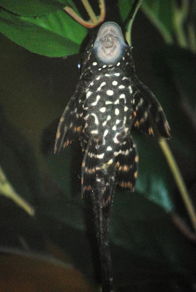 freshwater fish - glyptoperichthys gibbiceps - sailfin pleco (l-83) stocking in 125 gallons tank - 6" Sailfin Pleco