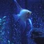 freshwater fish - pterophyllum sp. - gold veil angel stocking in 29 gallons tank - Angelfish with lunar lighting.