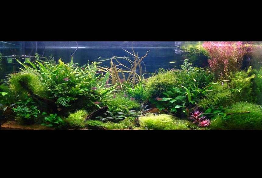 Rated #15: 60 Gallons Planted Tank - 120 aqua one alloy , 4 x 54 watt t5, red sea flora base substrate, jbl profi set 2 co2 set