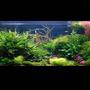 60 gallons planted tank (mostly live plants and fish) - 120 aqua one alloy , 4 x 54 watt t5, red sea flora base substrate, jbl profi set 2 co2 set