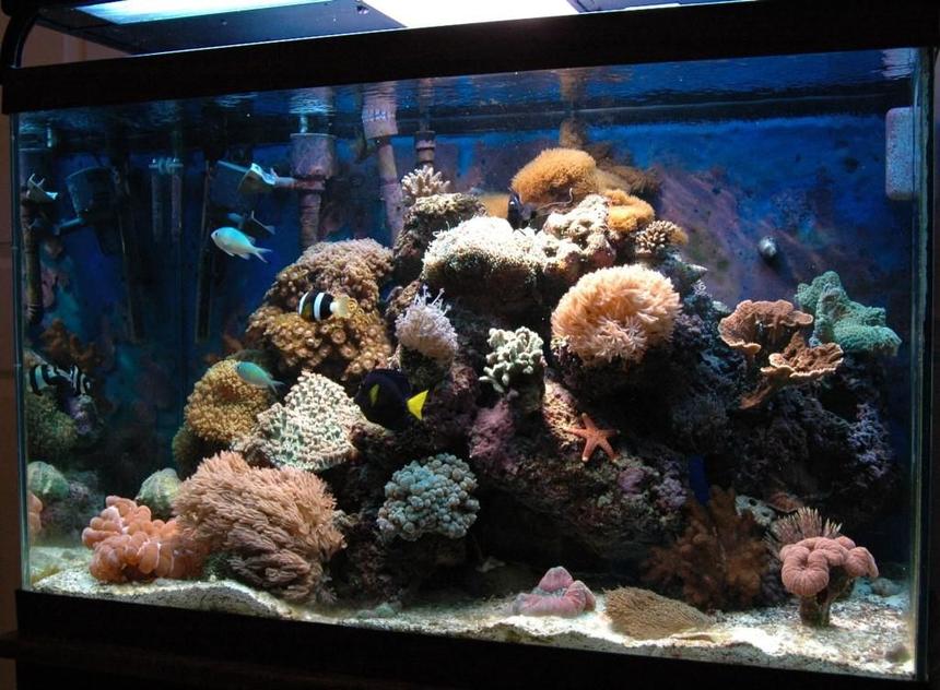 Rated #69: 65 Gallons Reef Tank - 65 gallon tank in my office