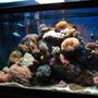65 gallons reef tank (mostly live coral and fish) - 65 gallon tank in my office