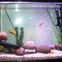 30 gallons freshwater fish tank (mostly fish and non-living decorations) - my tank1