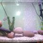 fish tank picture - my tank 2