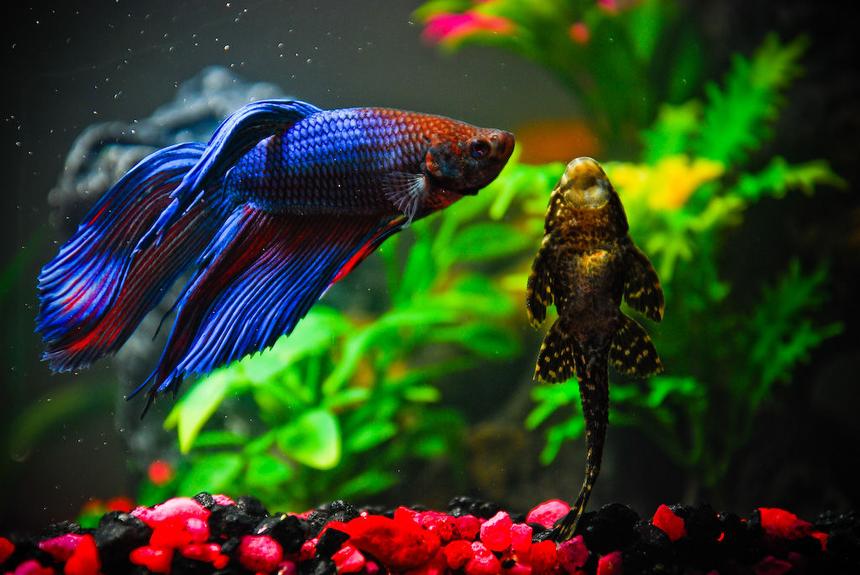 Rated #54: Freshwater Fish - Betta Splendens - Betta - Male Stocking In 10 Gallons Tank - "Bumpy" (the Betta) and "Admiral von Pleco" (the Pleco).