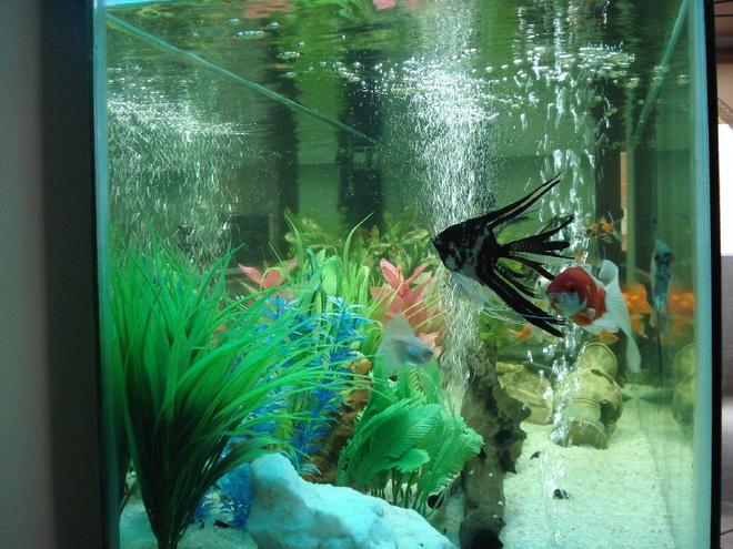 freshwater fish - pterophyllum sp. - black veil angel stocking in 55 gallons tank - one of my lovely marvel angelfish