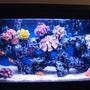 30 gallons saltwater fish tank (mostly fish, little/no live coral) - not bad?