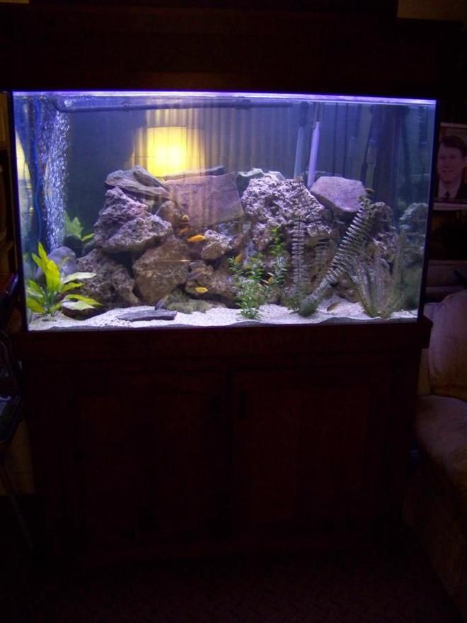 110 gallons freshwater fish tank (mostly fish and non-living decorations) - my tank