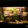 30 gallons planted tank (mostly live plants and fish) - A 2' 20 Gallon "Paludarium" type tank with DIY rock background, made from styrofoam and concrete. Home to 3 juvenile African/Atlantic Mudskippers and 5 Dalmation Mollies. Includes: Powerhead driven waterfall DIY CO2 DIY Plywood canopy 2 x 14W CF