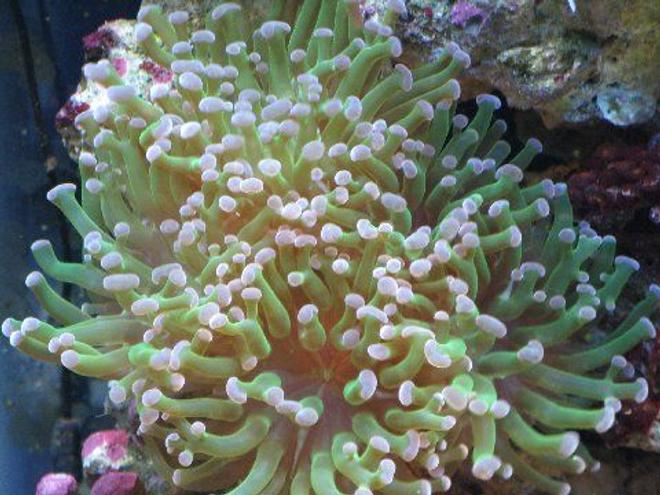corals inverts - euphyllia paradivisa - frogspawn coral stocking in 45 gallons tank - frogspawn