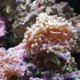 corals inverts - euphyllia paranchora - hammer / anchor coral, branching stocking in 45 gallons tank - hammer
