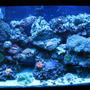 fish tank picture - actinic