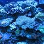 fish tank picture - actinic right
