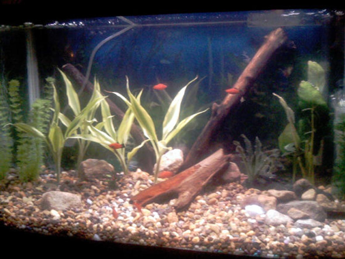 29 gallons planted tank (mostly live plants and fish) - Standard 29 Long