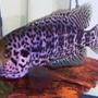 freshwater fish - parachromis managuensis - jaguar cichlid stocking in 75 gallons tank - Jaguar cichlid. The most AGGRESSIVE fish I have! He attacks me, the dog and kids through his tank. Coolest fish ever! 11 inches