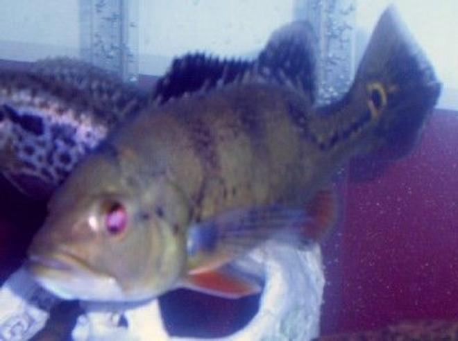 freshwater fish - cichlia ocellaris - peacock bass stocking in 75 gallons tank - Peacock Bass. Awesome fish about 11 inches long. Eats minnows and crickets.