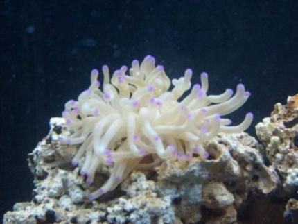 corals inverts - condylactis gigantea - condy anemone stocking in 65 gallons tank - purple tip haitian anamone