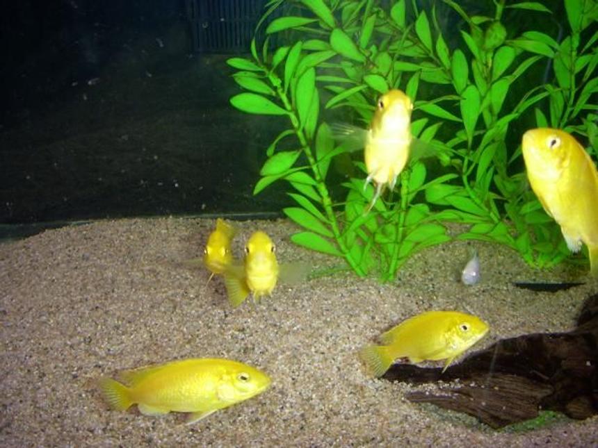 Rated #1425: Freshwater Fish - Labidochromis Caeruleus - Electric Yellow Cichlid Stocking In 55 Gallons Tank - My Cichlids