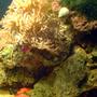 saltwater fish - pictichromis paccagnellae - bicolor dottyback stocking in 75 gallons tank - one corner of tank