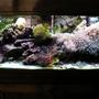 55 gallons reef tank (mostly live coral and fish) - my 55 reef