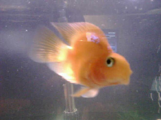 freshwater fish - heros severus x amphilophus citrinellum - blood parrot stocking in 50 gallons tank - ..this is one of my babies.  I've him/her since he/she was a tiny little fish. blood parrots have so much personality..