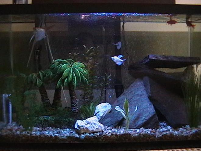 29 gallons freshwater fish tank (mostly fish and non-living decorations) - Better picture