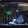 29 gallons freshwater fish tank (mostly fish and non-living decorations) - Better picture
