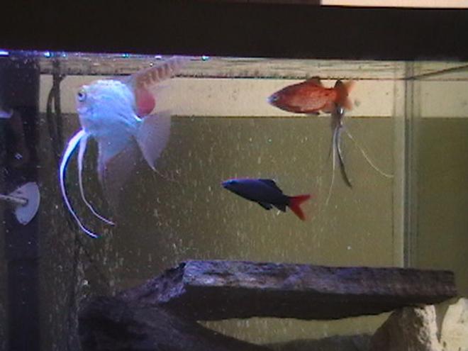 freshwater fish - epalzeorhynchos bicolor - redtail shark stocking in 29 gallons tank - better fish picture