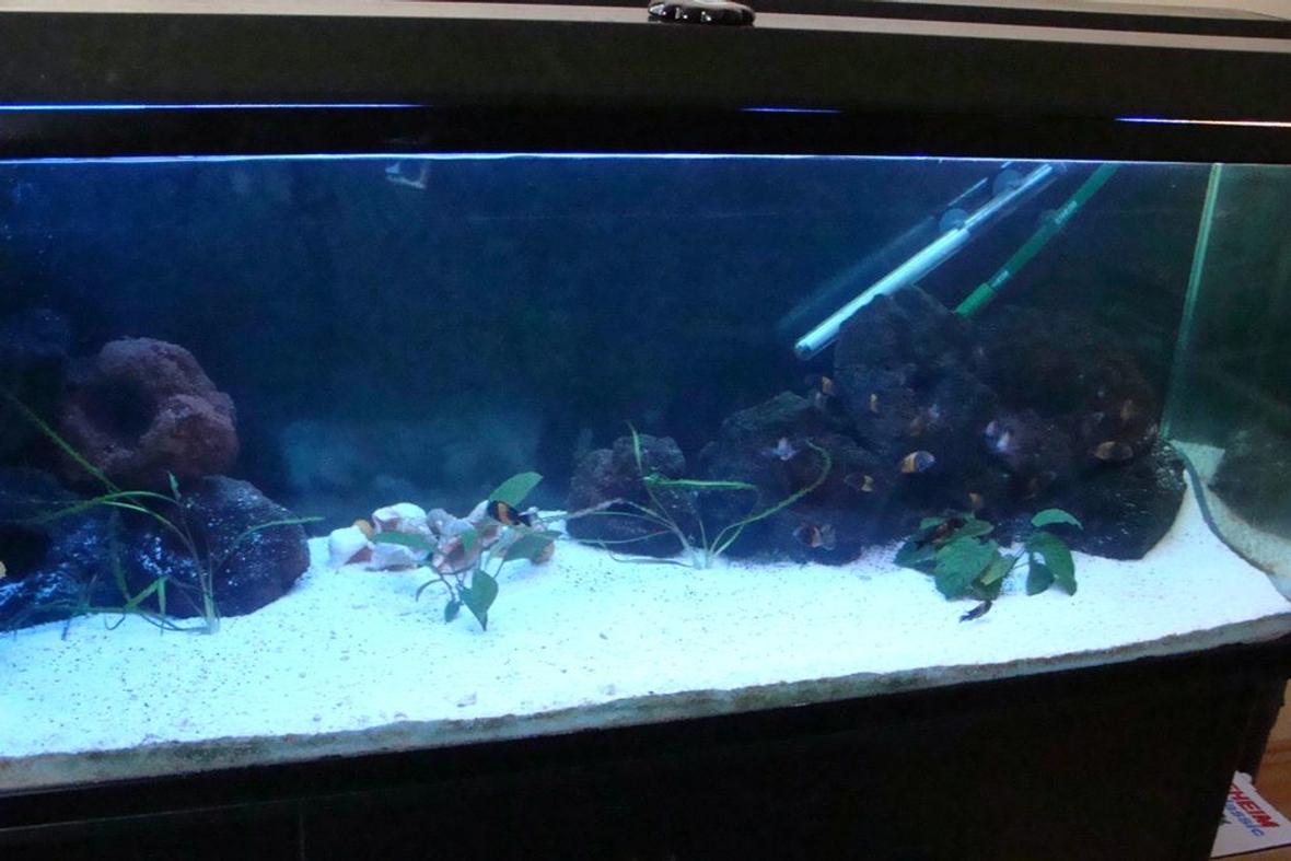 125 gallons freshwater fish tank (mostly fish and non-living decorations) - This is my tank shot couldnt get whole because of the room free space but will give you an idea