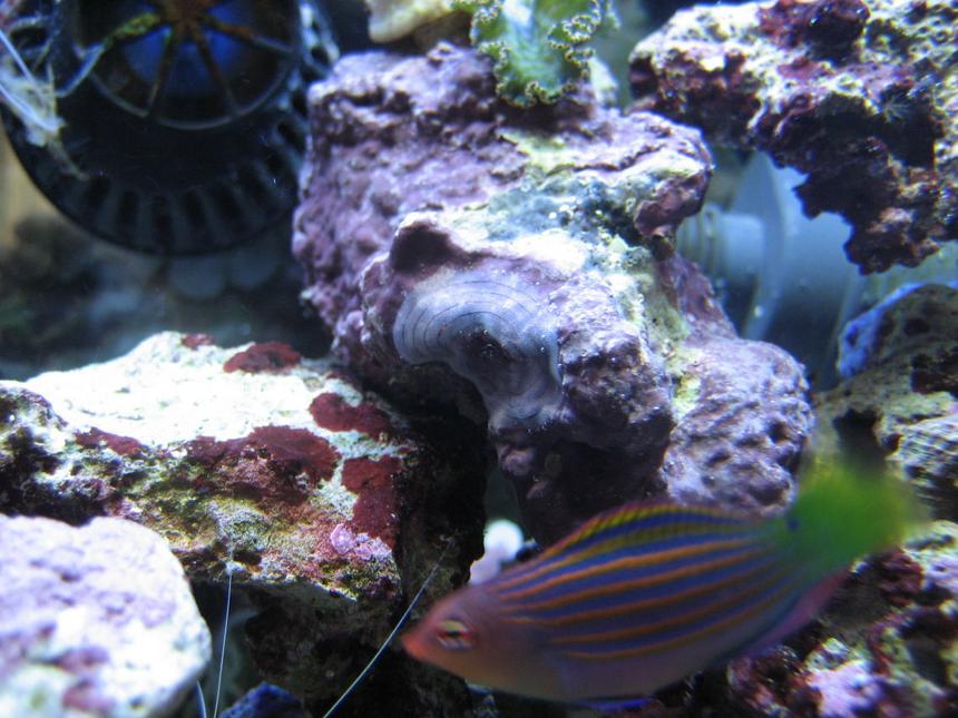 Rated #96: Saltwater Fish - Pseudocheilinus Hexataenia - Six Line Wrasse Stocking In 75 Gallons Tank - Watch close above my fish! WTF is that?!
Looks like a target,,IDK..