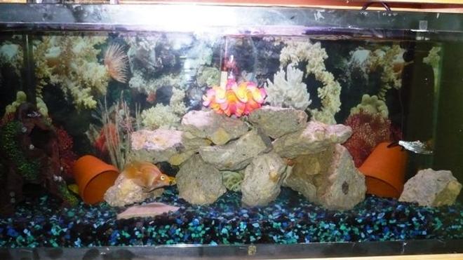 50 gallons freshwater fish tank (mostly fish and non-living decorations) - ..here is a picture of the tank's layout.  I just finished re-scaping everything this past weekend..