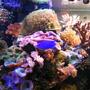 fish tank picture - corals