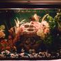 10 gallons freshwater fish tank (mostly fish and non-living decorations) - MY TANK