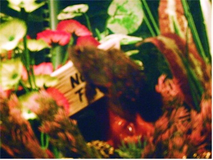 Rated #2467: Freshwater Fish - Astronotus Ocellatus - Tiger Oscar Stocking In 10 Gallons Tank - THE OSCAR