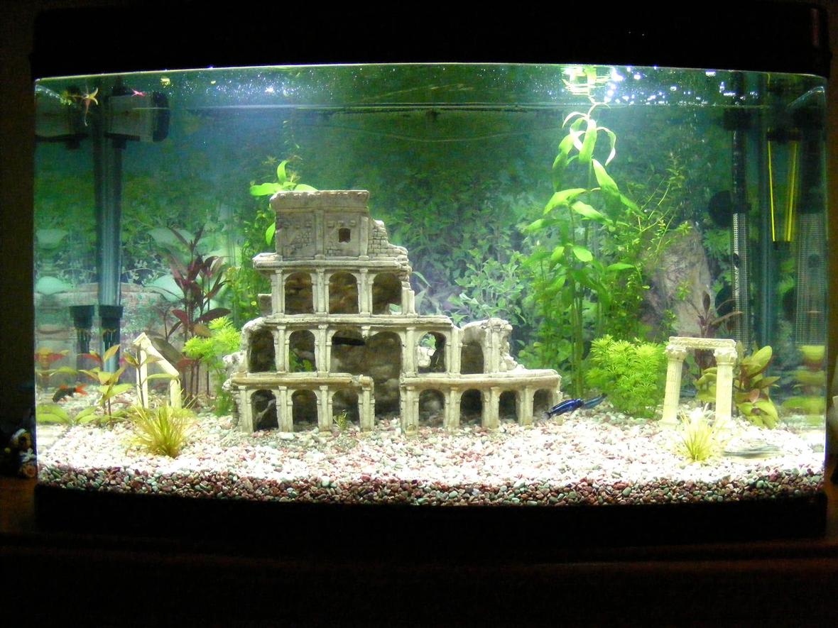 35 gallons freshwater fish tank (mostly fish and non-living decorations) - My new freshwater tropical aquarium with live plants and roman ruins. Will get more plants and fish when the tank has cycled a bit more.