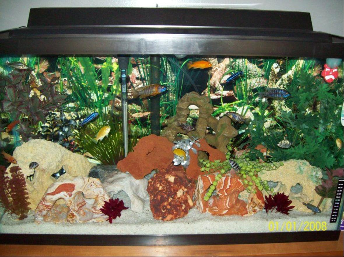 40 gallons freshwater fish tank (mostly fish and non-living decorations) - 40 Gallon African Cichlids