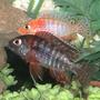 fish tank picture - Cichlid friends